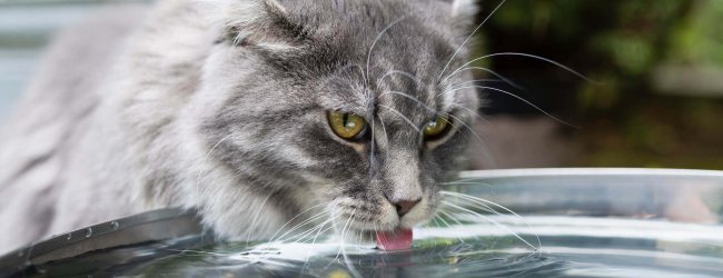 gray cat drinking water