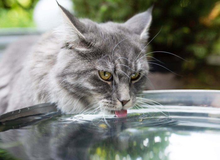 Graue Katze trinkt im Freien aus großem Wassernapf
