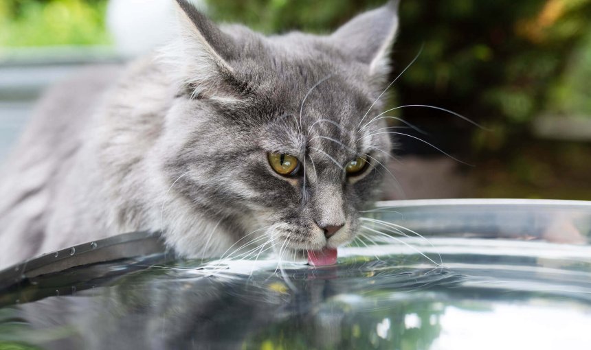 Graue Katze trinkt im Freien aus großem Wassernapf