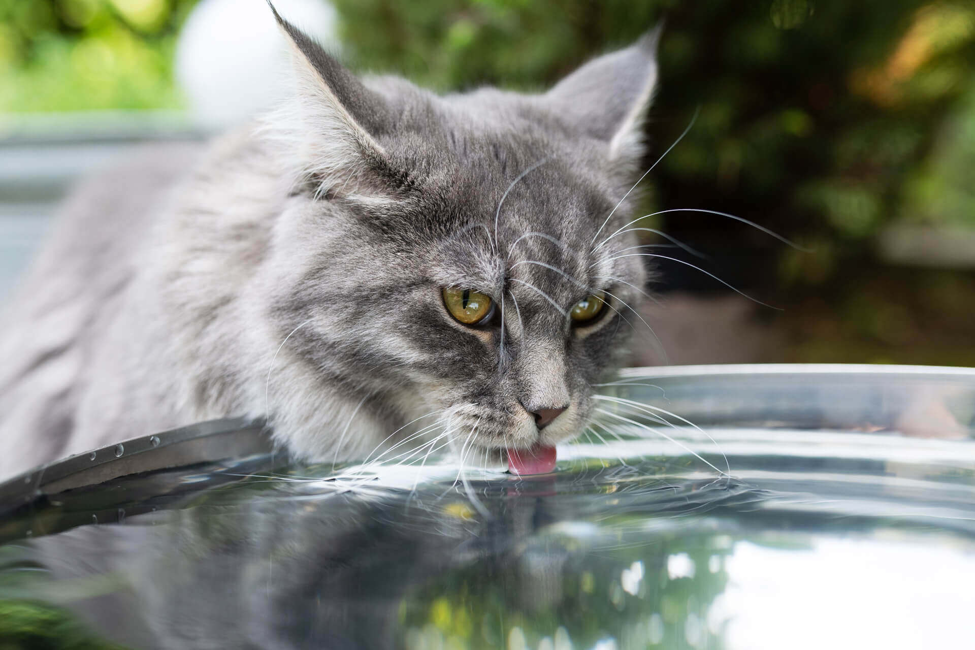 gray cat drinking water