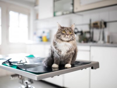 Katze sitzt auf dem Behandlungstisch beim Tierarzt