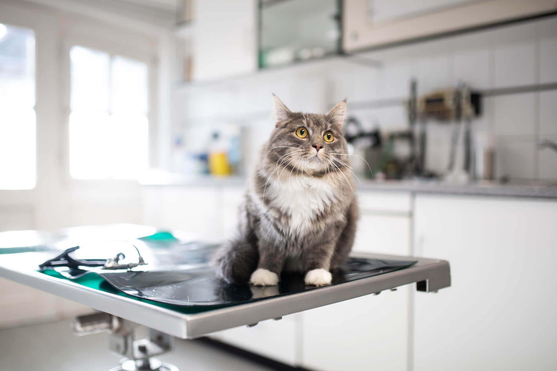 Katze sitzt auf dem Behandlungstisch beim Tierarzt