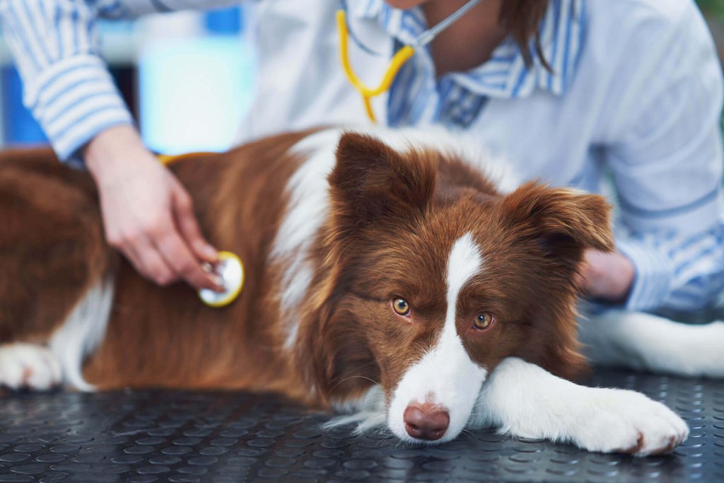 un collie bianco e marrone sta disteso su un tavolo nero mentre un veterinario lo ausculta con lo stetoscopio
