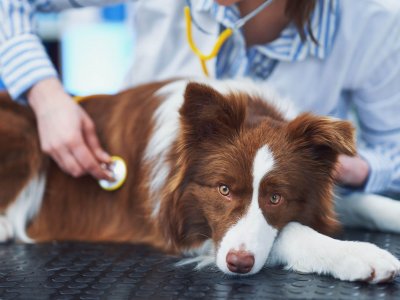 brown and white collie dog laying on a black table, veterinarian with stethoscope checking him