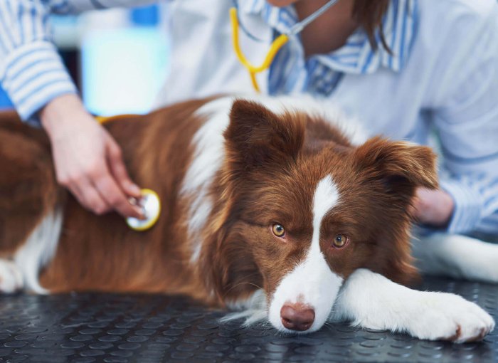 cane bianco e marrone sta steso su un tavolo nero e il veterinario lo visista con uno stetoscopio