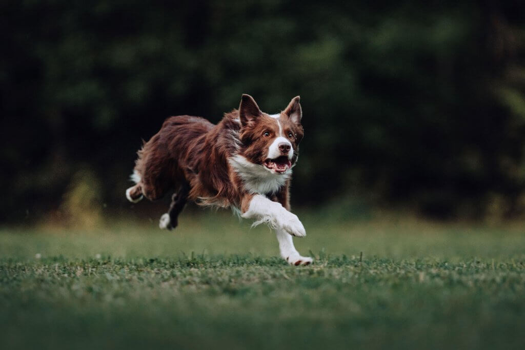 cane bianco e marrone corre su un prato