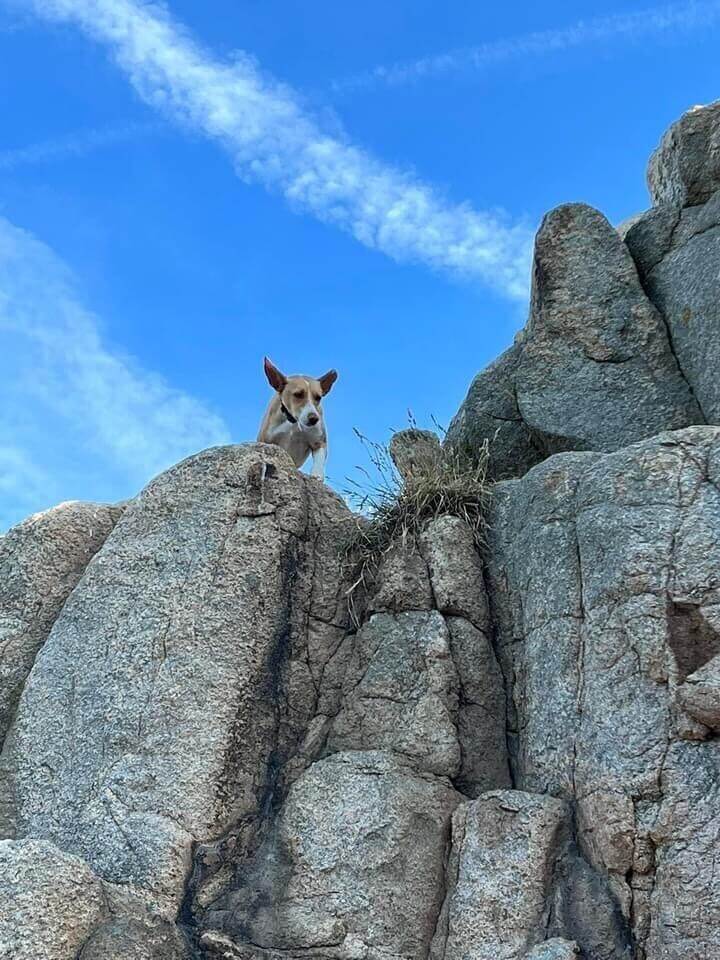 dog atop a cliff in the ocean