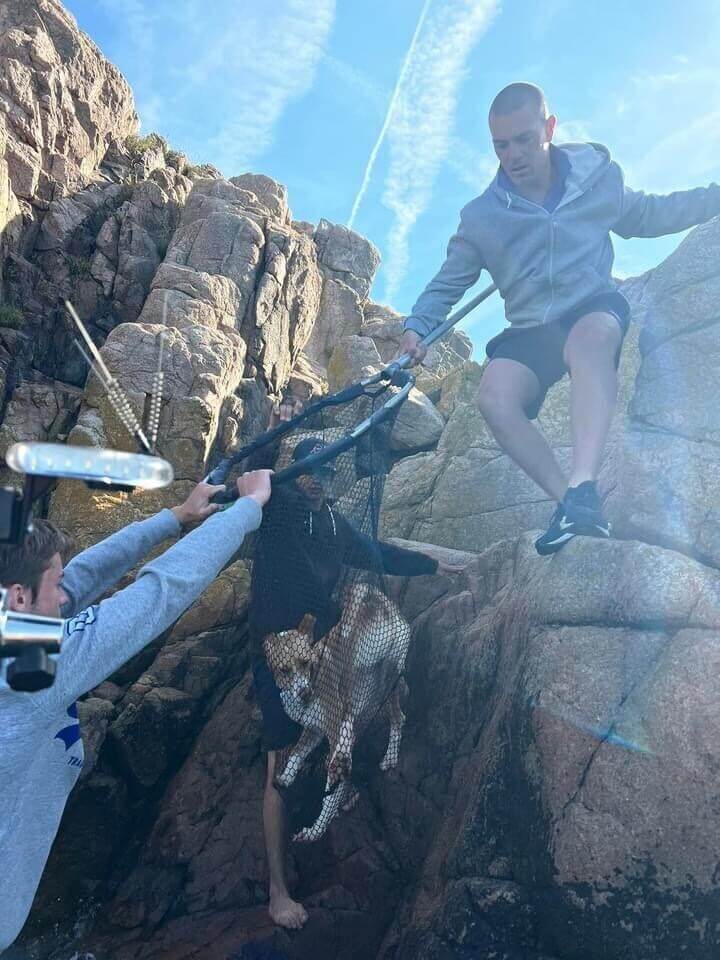 cane portato in salvo da una roccia in mezzo al mare