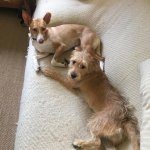 two brown dogs laying on a couch