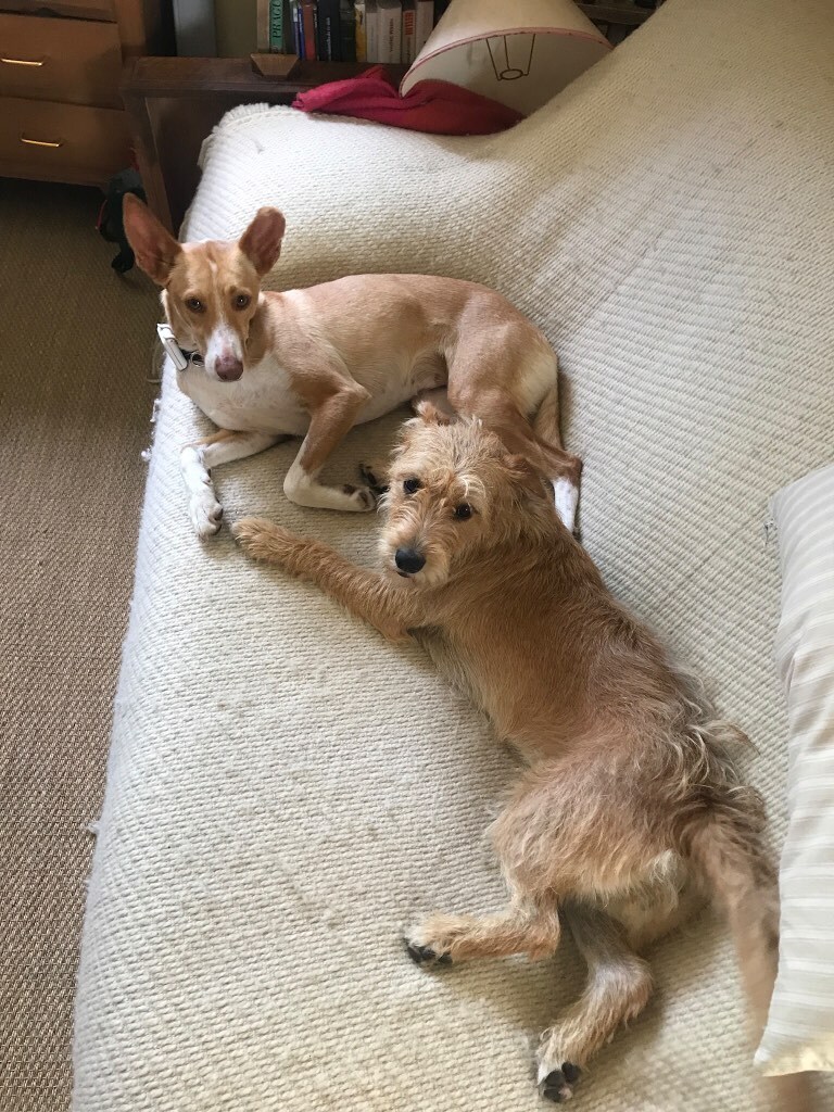 twee bruine honden die op een bank liggen