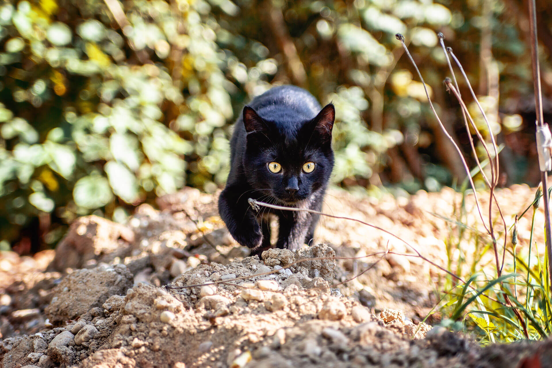 Schwarze Katze streift durch die Natur und schleicht sich zum Jagen an