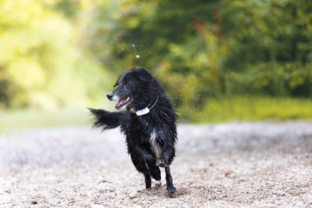 Schwarzer Hund mit Tractive GPS Tracker am Halsband läuft über Kies im Wald
