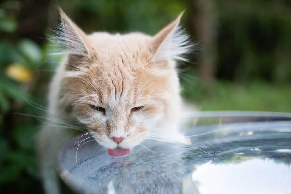 un gatto bianco e beige beve dell'acqua