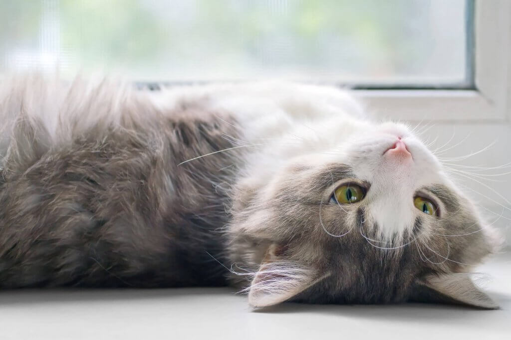 un gattino bianco e grigio rivolge lo sguardo verso l'alto mentre sta disteso sulla schiena 