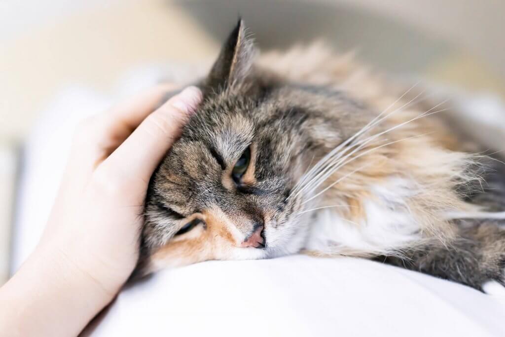 Liegende, kranke Katze mit einer Hand der Besitzerin auf dem Kopf