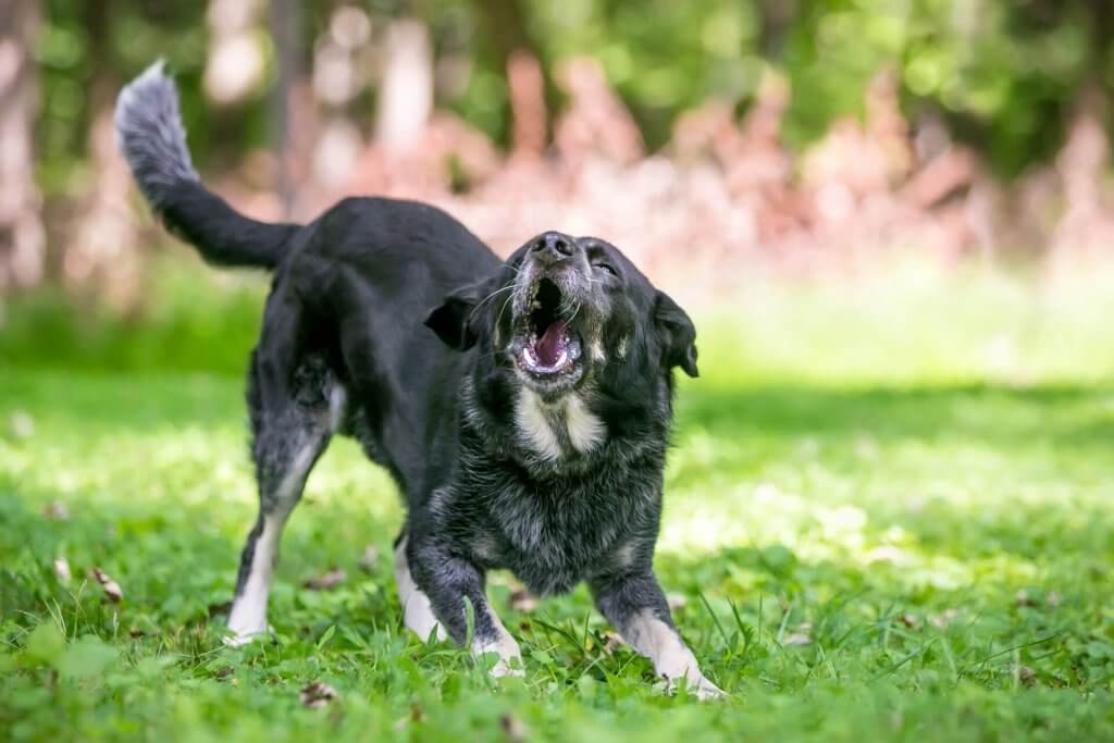 svart hund som hostar och skäller med böjda framben på gräs