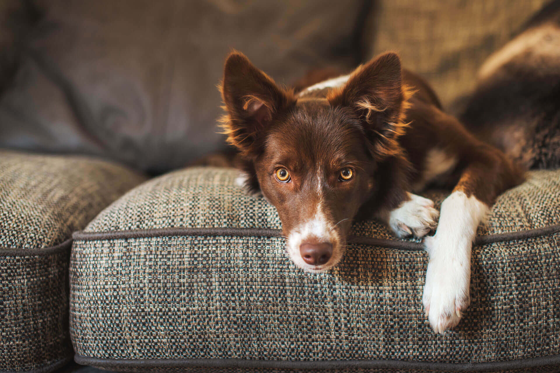 Braunweißer Hund liegt auf Sofa und blickt in die Kamera