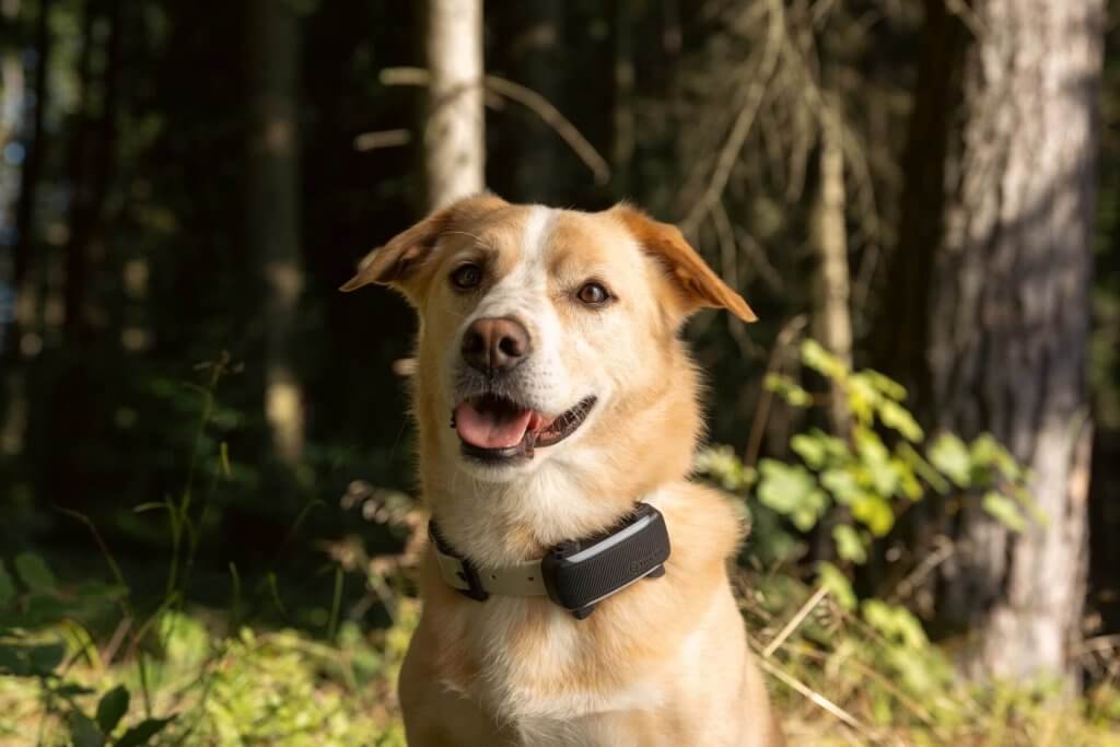Hund trägt Tractive Smart Dog Tracker im Wald