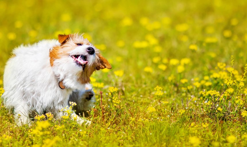 A dog scratching itself in a flowery field