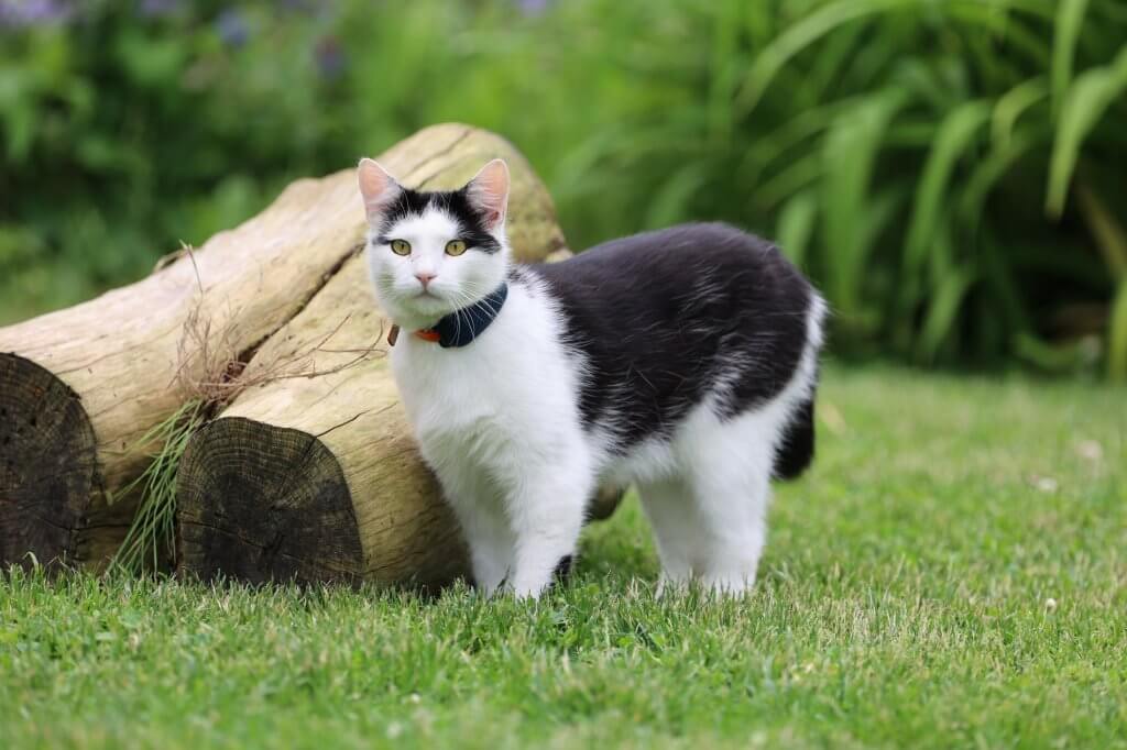 chat blanc et noir avec GPS Tractive à côté de rondins dans un jardin