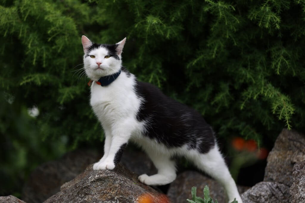 chat blanc et noir avec GPS Tractive sur des rochers en forêt