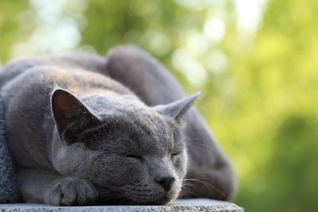 chat gris dormant couché sur une dalle en pierre