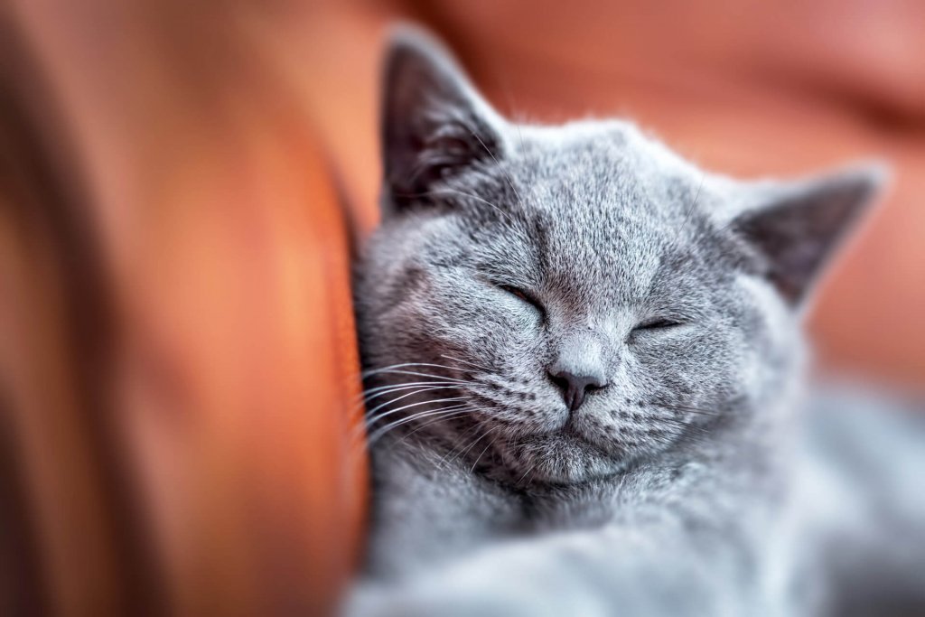 chat gris dormant couché sur un divan orange