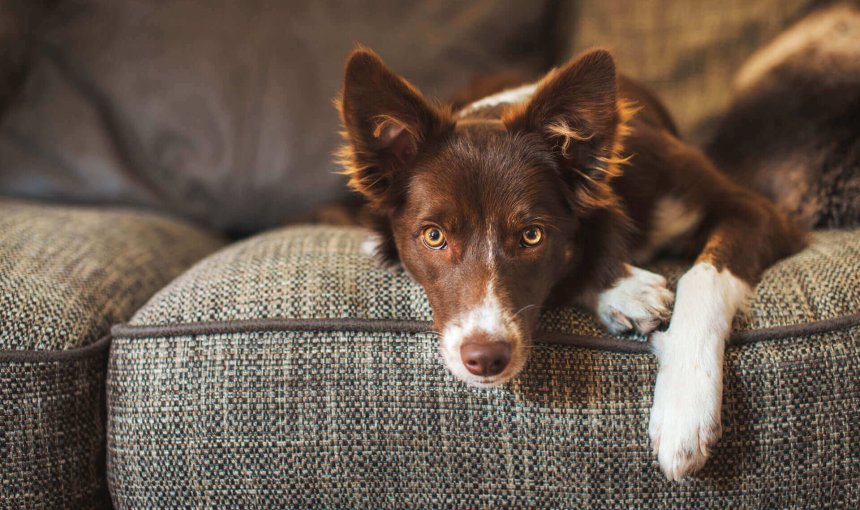 chien brun et blanc couché sur un divan regardant le photographe
