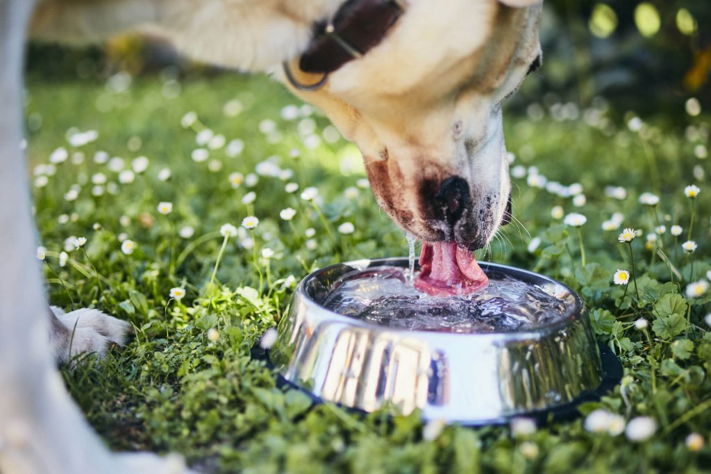 chien buvant de l'eau dans une gamelle dans un jardin