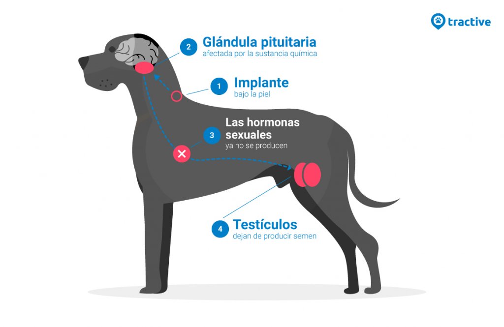 Castración química para perros infografía