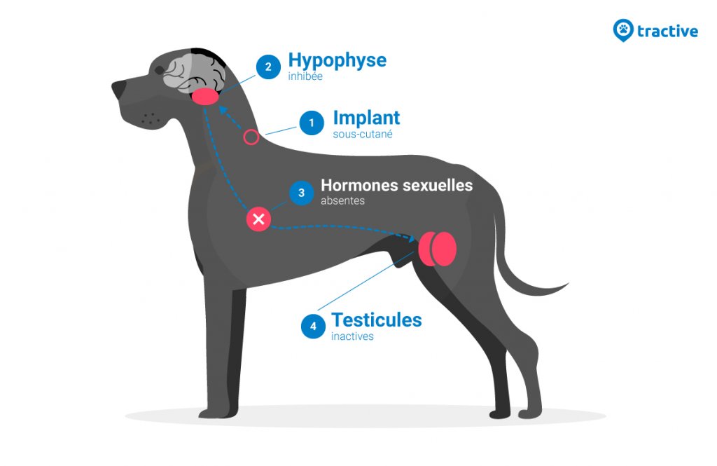 implants de castration chimique pour chiens infographie
