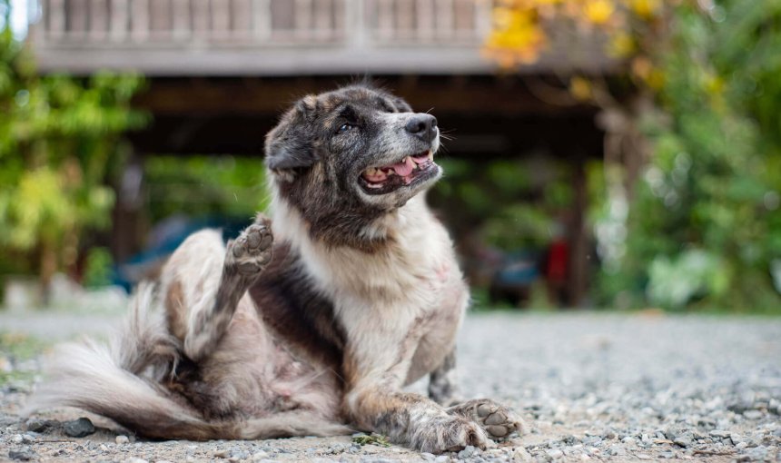 brown dog itching themselves with hind leg, sitting on ground outside on stones, wooden building in background