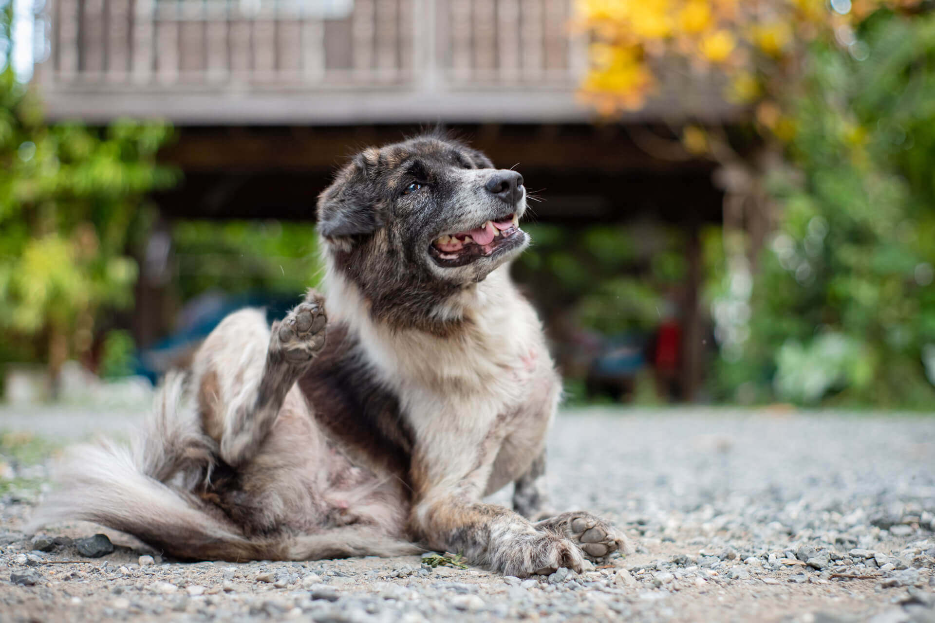 how do i keep my dog from drinking mange treatment