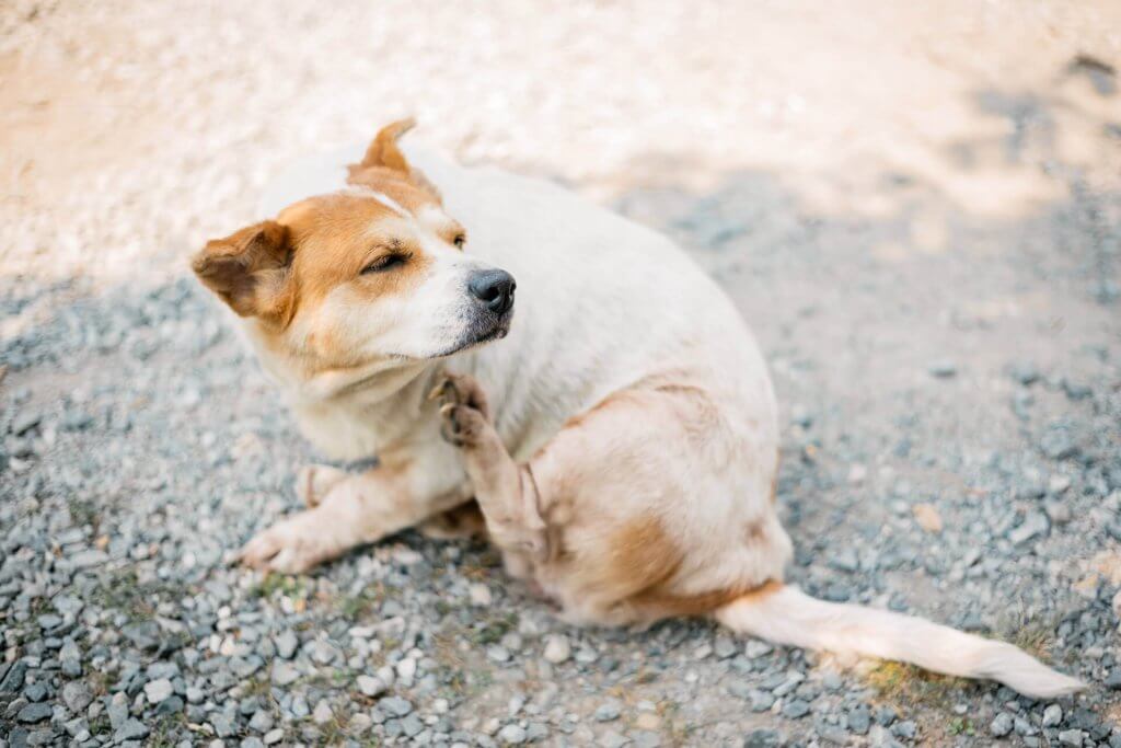 small white/beige itchy dog scratching under chin with hind paw on ground outside