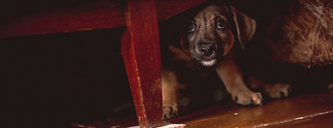 A frightened puppy hiding under a table