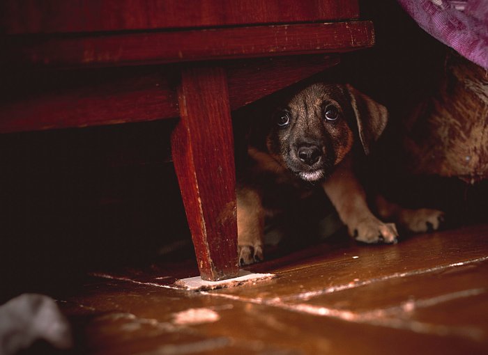 A frightened puppy hiding under a table