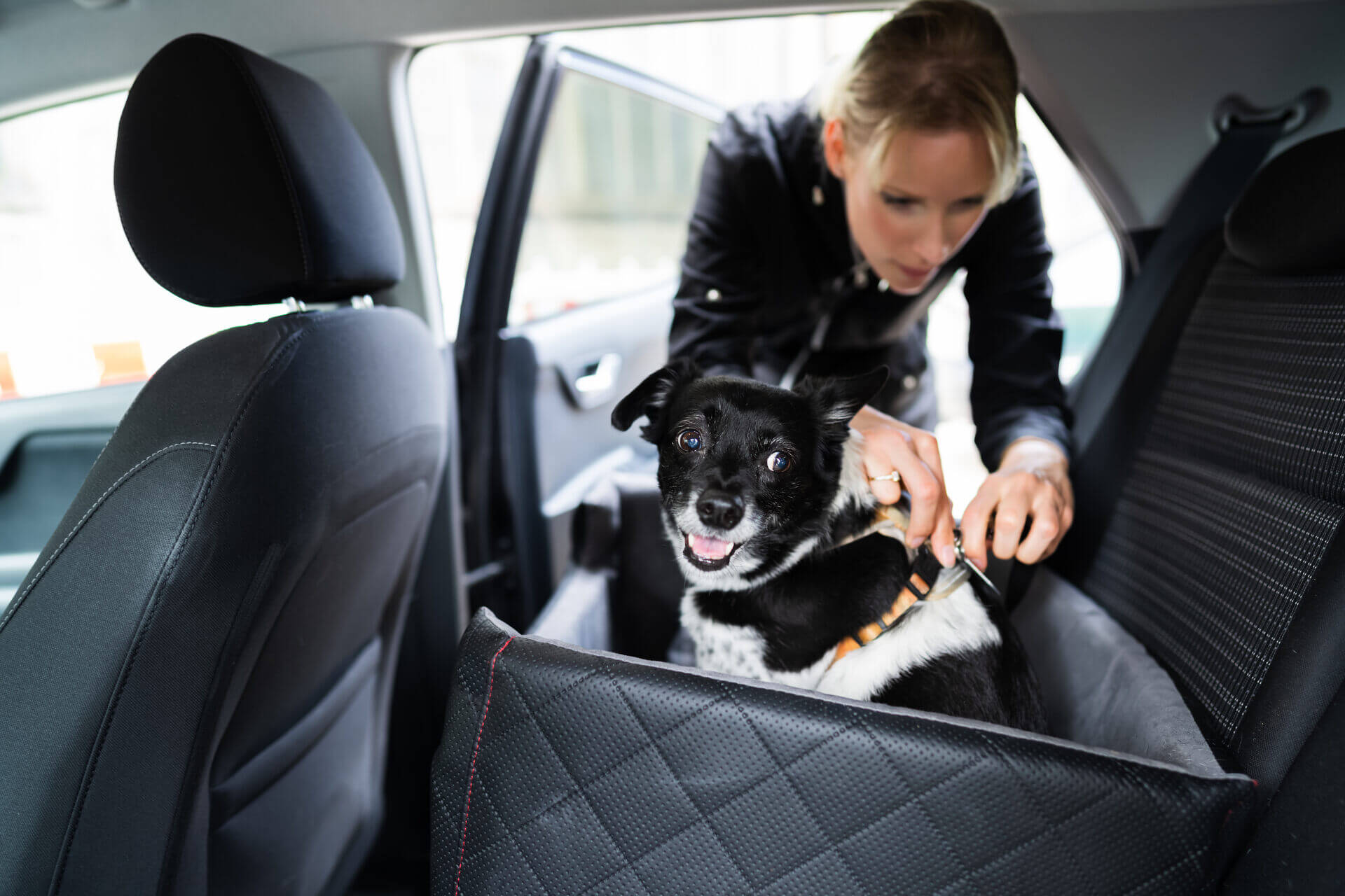 A woman strapping her dog to a carrier seat in her car