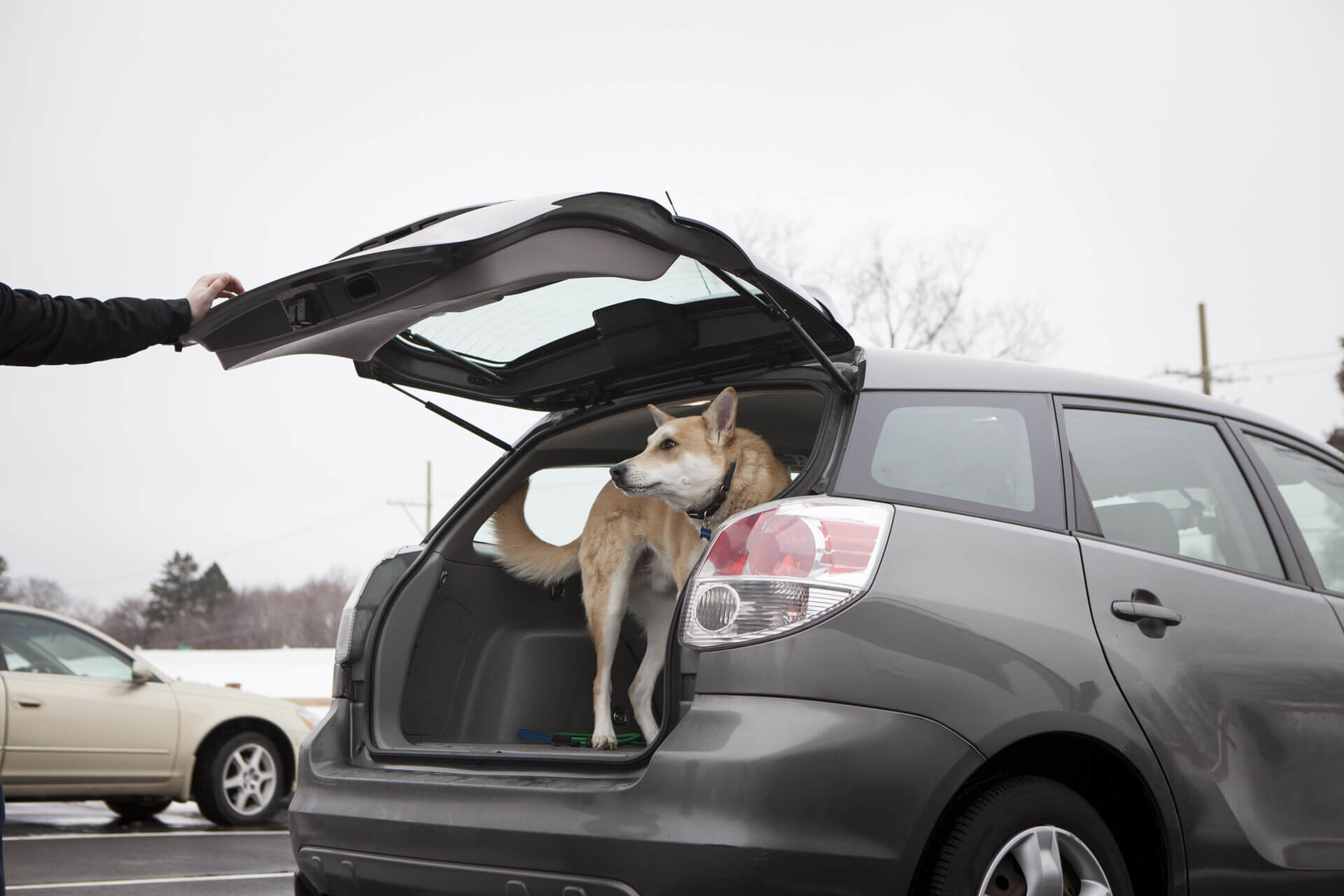 A dog standing in the open boot of a car