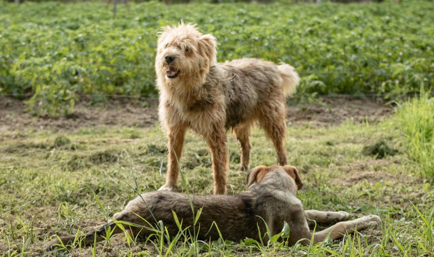 Two dogs playing in a field