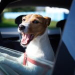 A dog barking while looking out a car window