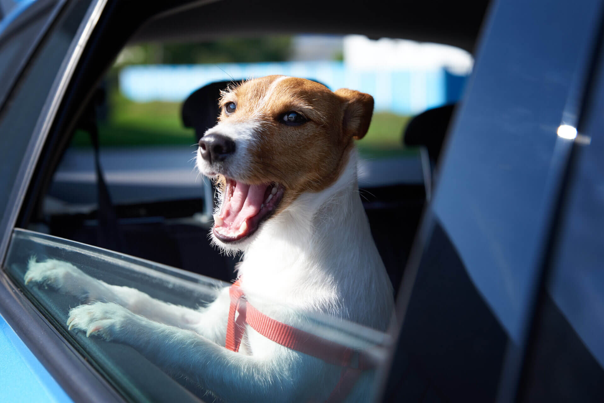 A dog barking while looking out a car window