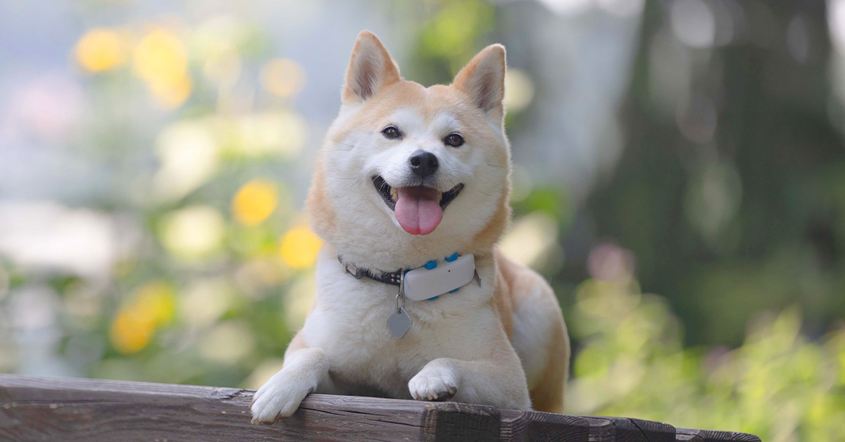 Shiba Inu mit Tractive GPS Tracker am Halsband sitzt hechelnd auf Holzterrasse