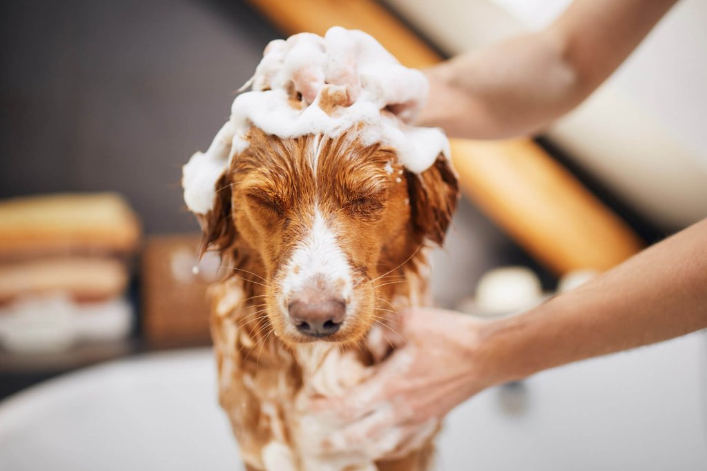 Brun hund i badet som får huvudet tvättat med schampo