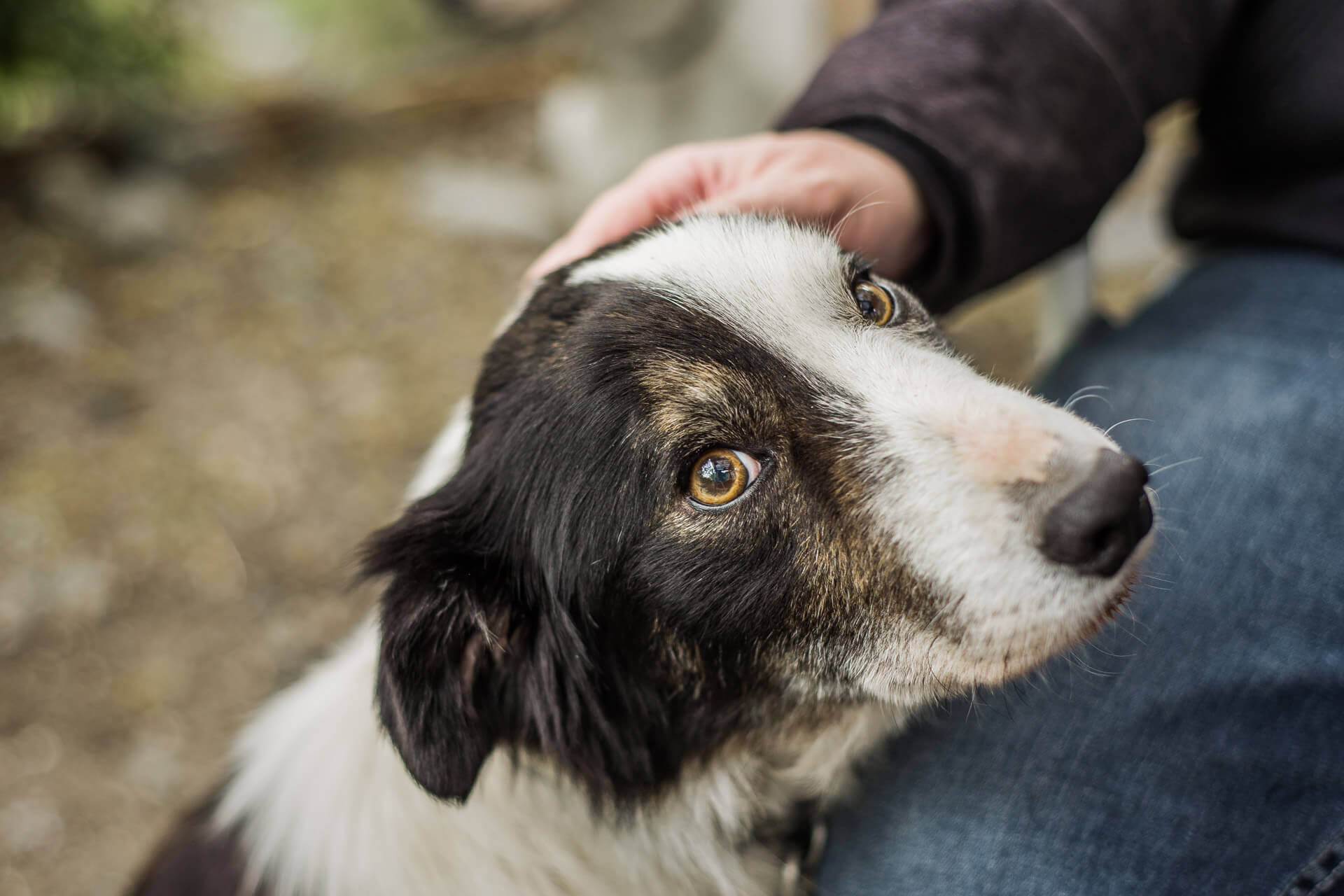 How To Deal With Your Border Collies Fear Of Loud Noises