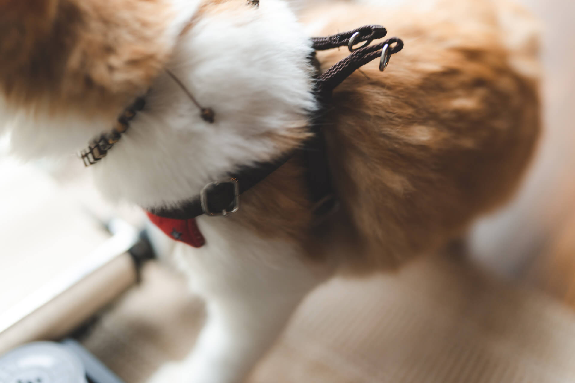 A dog wearing a special car harness while traveling