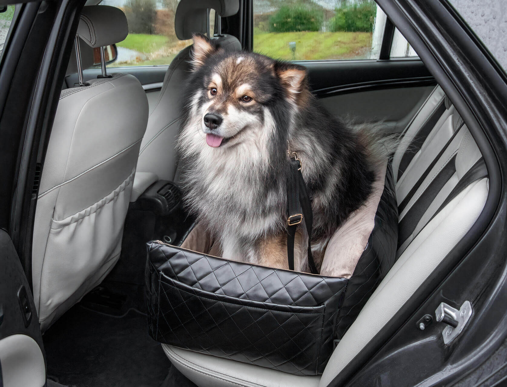 A dog sitting in a car booster seat