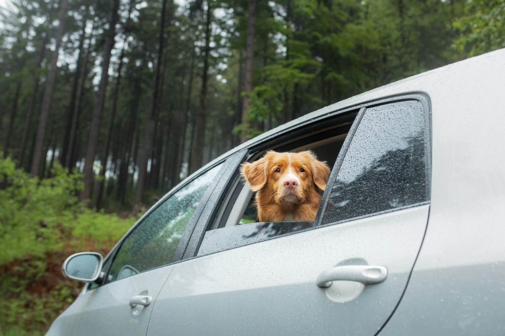Hund hält Kopf aus dem Fenster im Auto