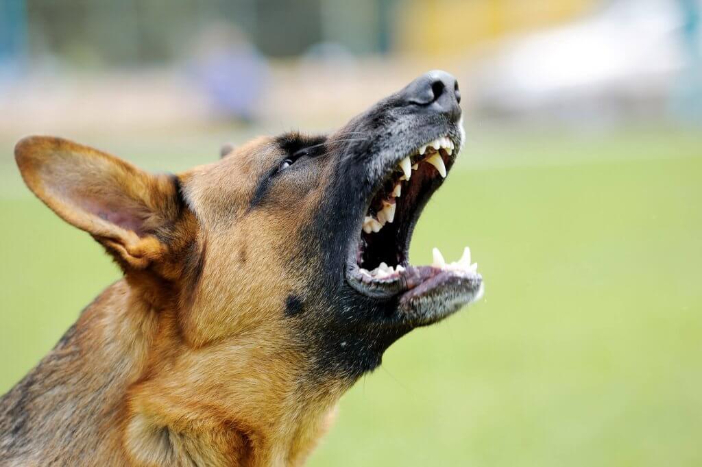 brown dog barking close up