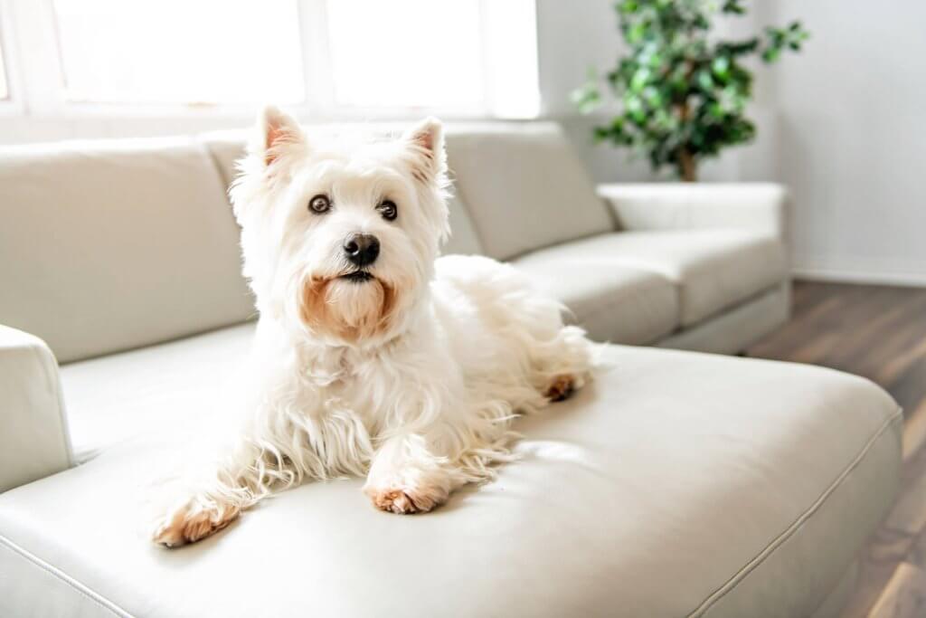 small white dog sitting on white couch looking scared