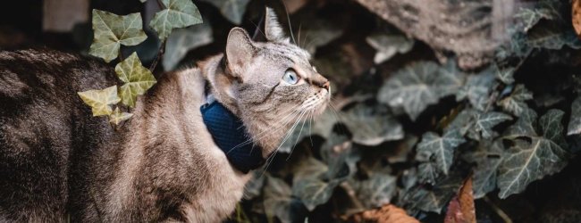 Een kat met een Tractive GPS & Health tracker